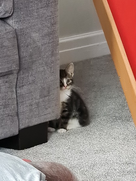 New Kitten After Heartbreak