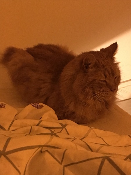 Chez Ollie - "Give me your tired, your paw, your purring masses..." - All welcome
