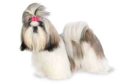 What is it with posh people & dogs..? And