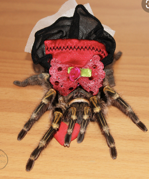 Gavin's spider "They are transitioning"
