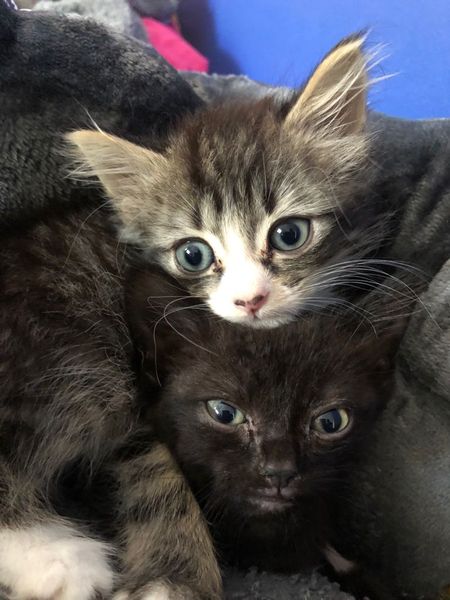 Kitten food recommendations