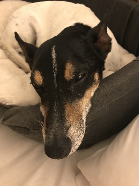 Calling all greyhound owners!