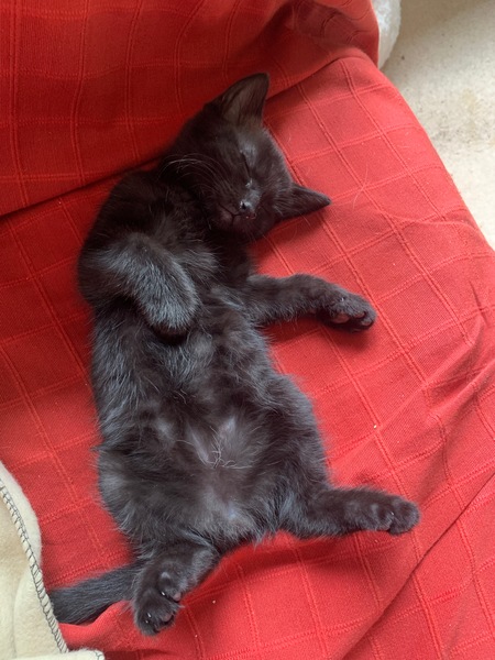 New fosters