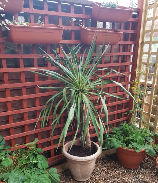 Loss with this garden