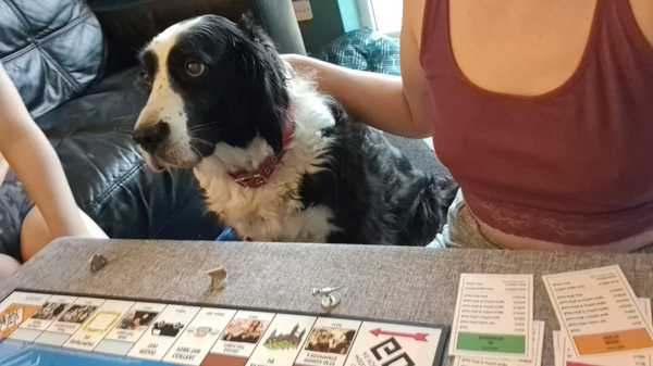 Guess the breed