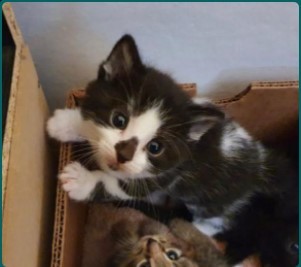 Kittens - what do I need to do