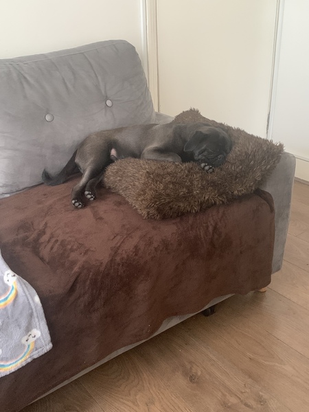 Which breed?