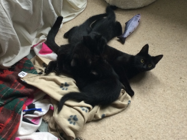 New fosters