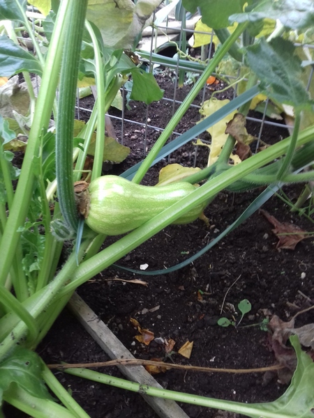 Embarrassing vegetable question
