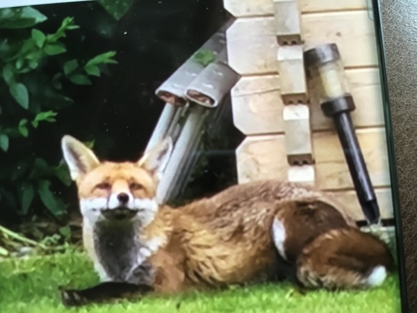 We have a fox family in our garden
