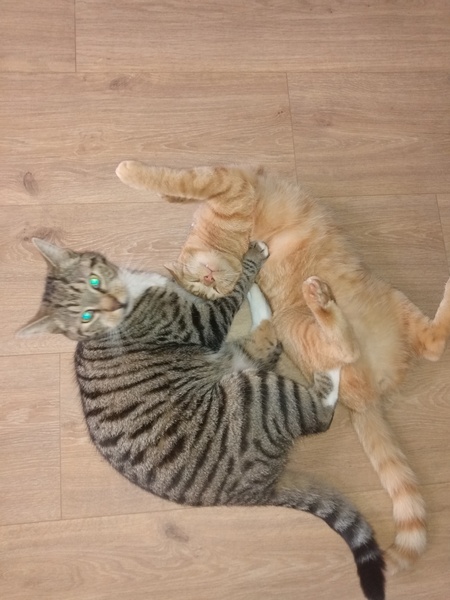 To ask for name ideas for kitten.