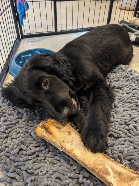 Puppy survival thread. Cold nights in the garden ... yeah...no