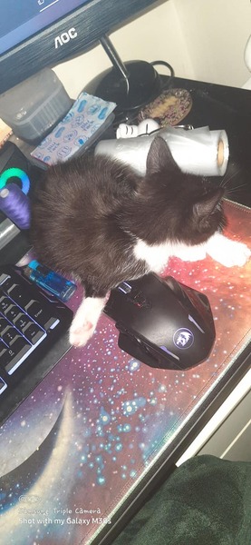 To ask for name ideas for kitten.