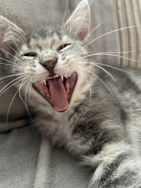 Best kitten photo ever