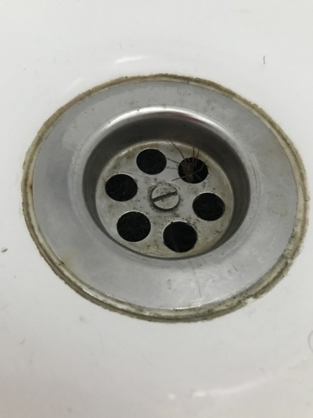 Our wispy spider babies!