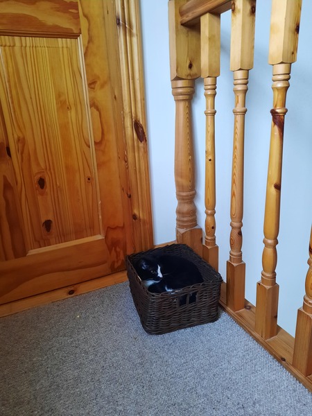 Kitten spending most of its time on the landing?