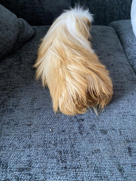 Is my guinea pig poorly?