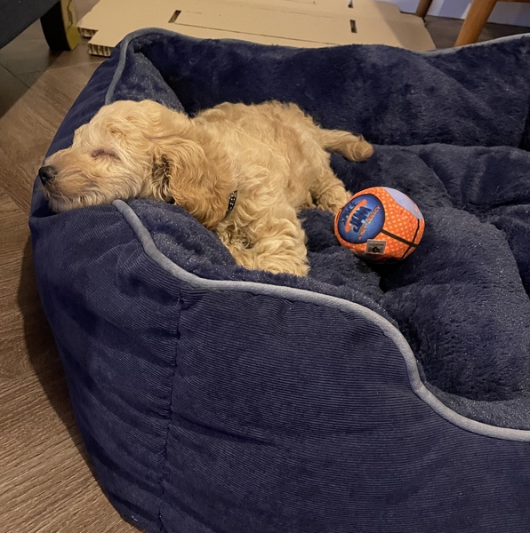 Puppy Survival Thread August part 2