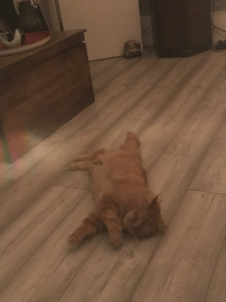 Chez Ollie - "Give me your tired, your paw, your purring masses..." - All welcome