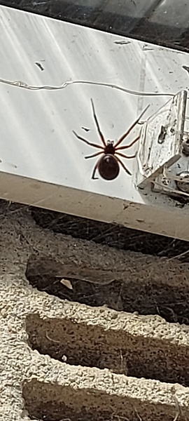 Spider pic, wtf is this?