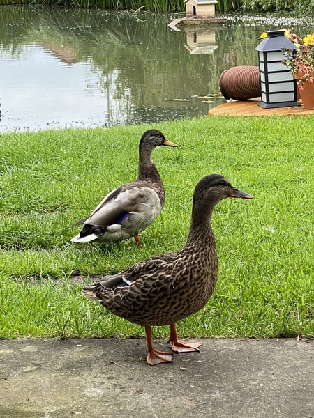 Duck Tales! (Still not what I expected to wake up to this morning)