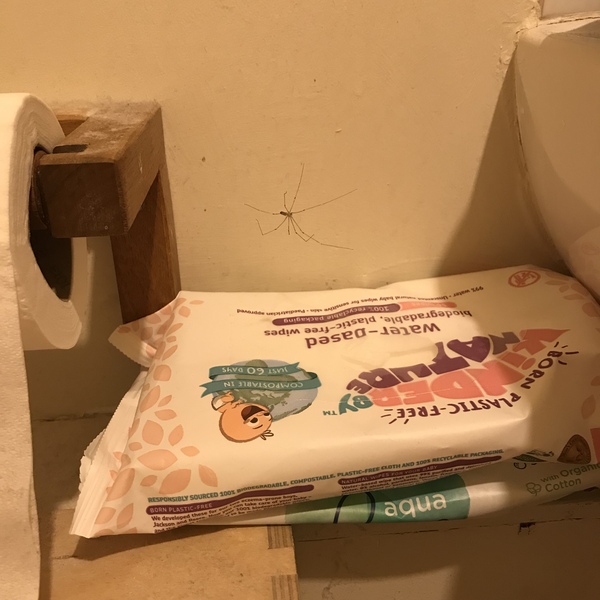 Our wispy spider babies!