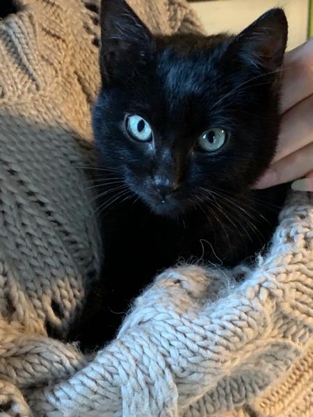 Best kitten photo ever