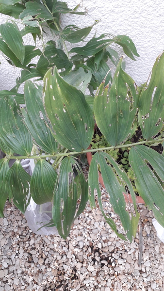 Plant id