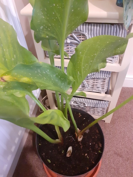 What is this house plant?