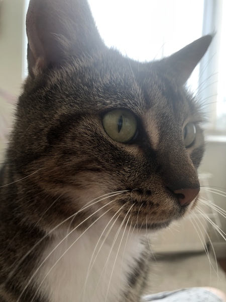 Damn cat nearly got me in big trouble