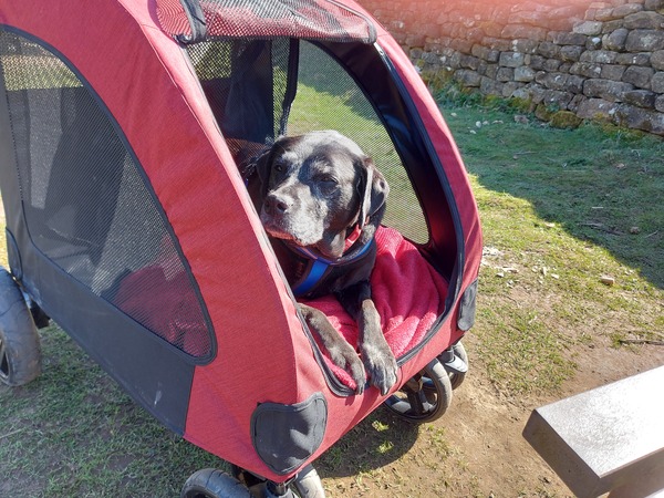To buy my dog a pram?