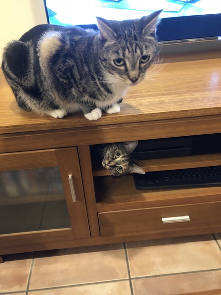 Best kitten photo ever