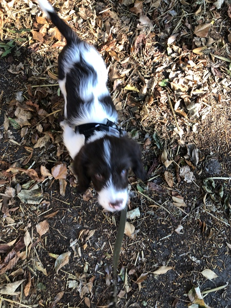 Puppy survival thread September and the pups just want to eat all the leaves!