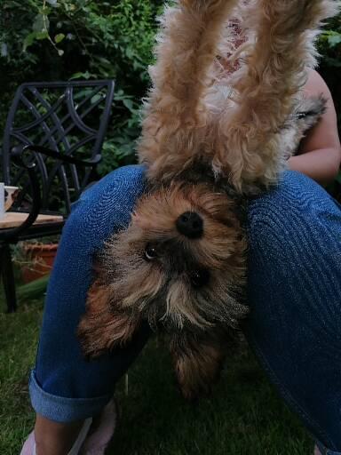 Puppy with amputated leg..