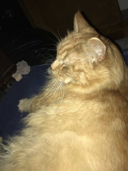 Chez Ollie - "Give me your tired, your paw, your purring masses..." - All welcome