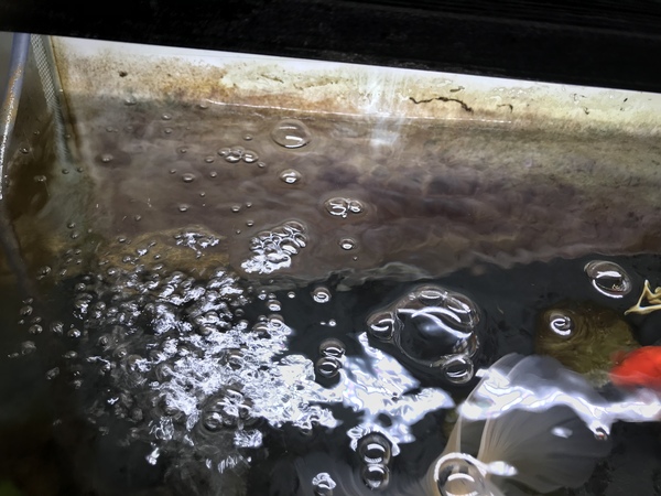 Algae in tank