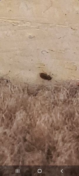 Bed bugs 😫 pic