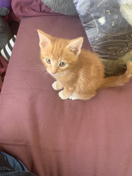 To ask for name ideas for kitten.