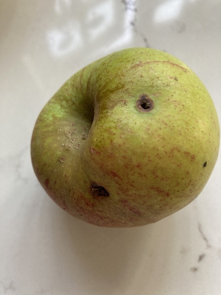 Apple tree advice please!