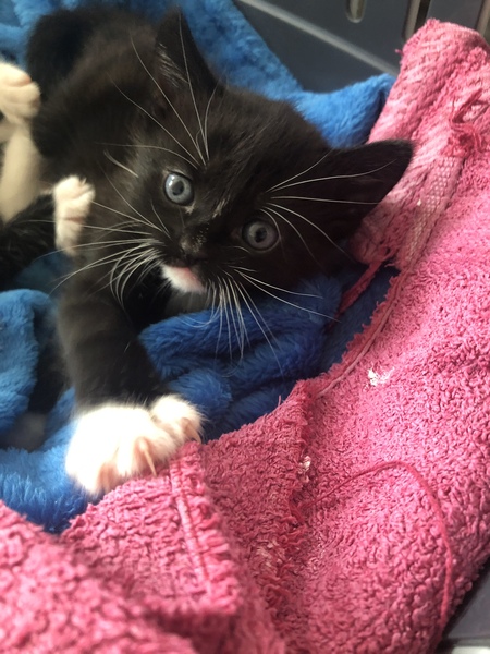 Kitten names!!