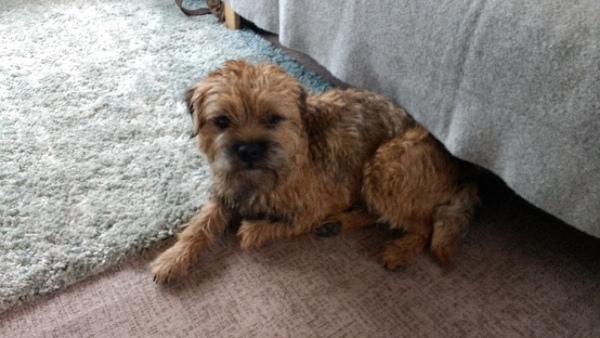 Border terriers