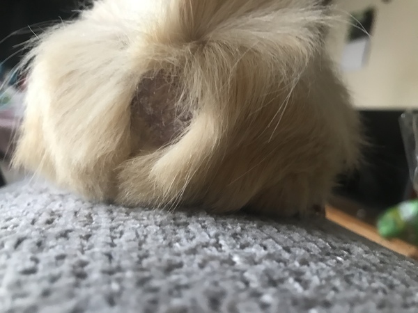 Guinea pig owners - is this something to worry about?