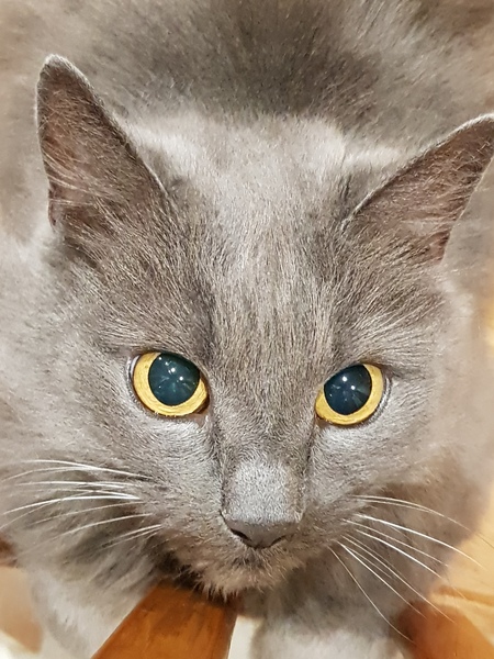What's your DCat up to today? (Thread 9)