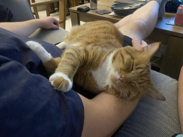 Cat breed experts plz