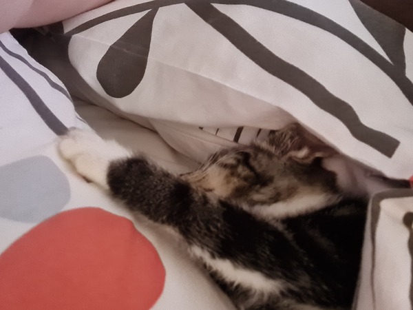 New Kitten After Heartbreak