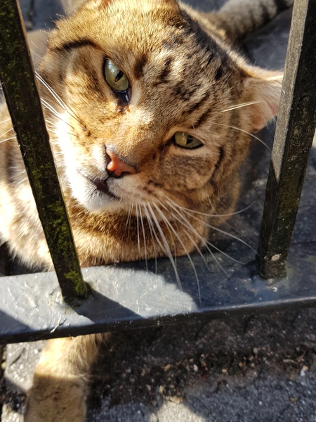 Thug cat part 4.  After all, it's not my Axminster.