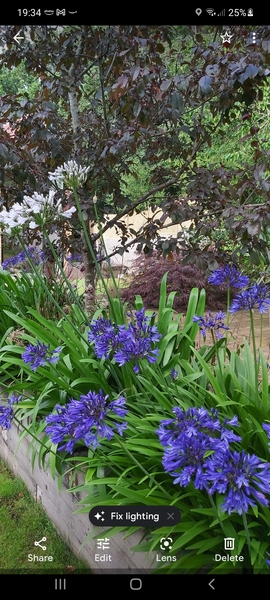 Pot or border for agapanthus?