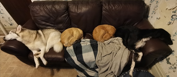 Greyhounds and sleep