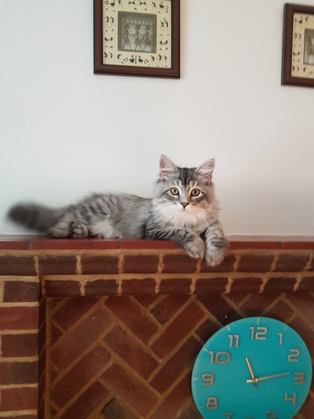 Cat breed experts plz