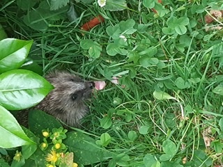 We have a fox family in our garden